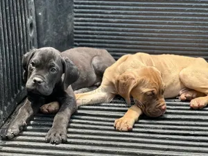 1-3 months Male Purebred Bullmastiff