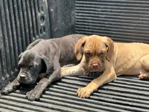 1-3 months Male Purebred Bullmastiff