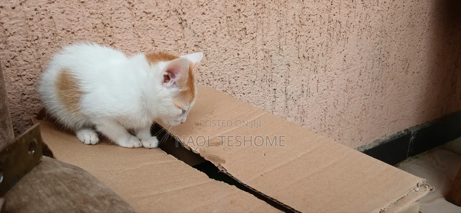 1-3 months Female Purebred Abyssinian