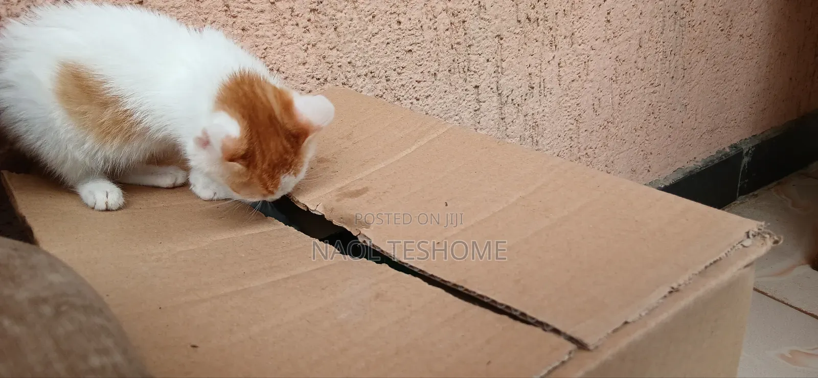 1-3 months Female Purebred Abyssinian