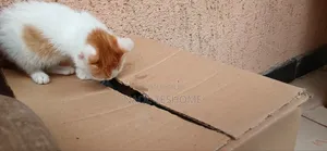 1-3 months Female Purebred Abyssinian