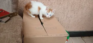 1-3 months Female Purebred Abyssinian