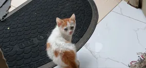 1-3 months Female Purebred Abyssinian