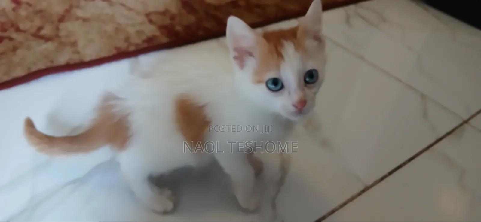 1-3 months Female Purebred Abyssinian