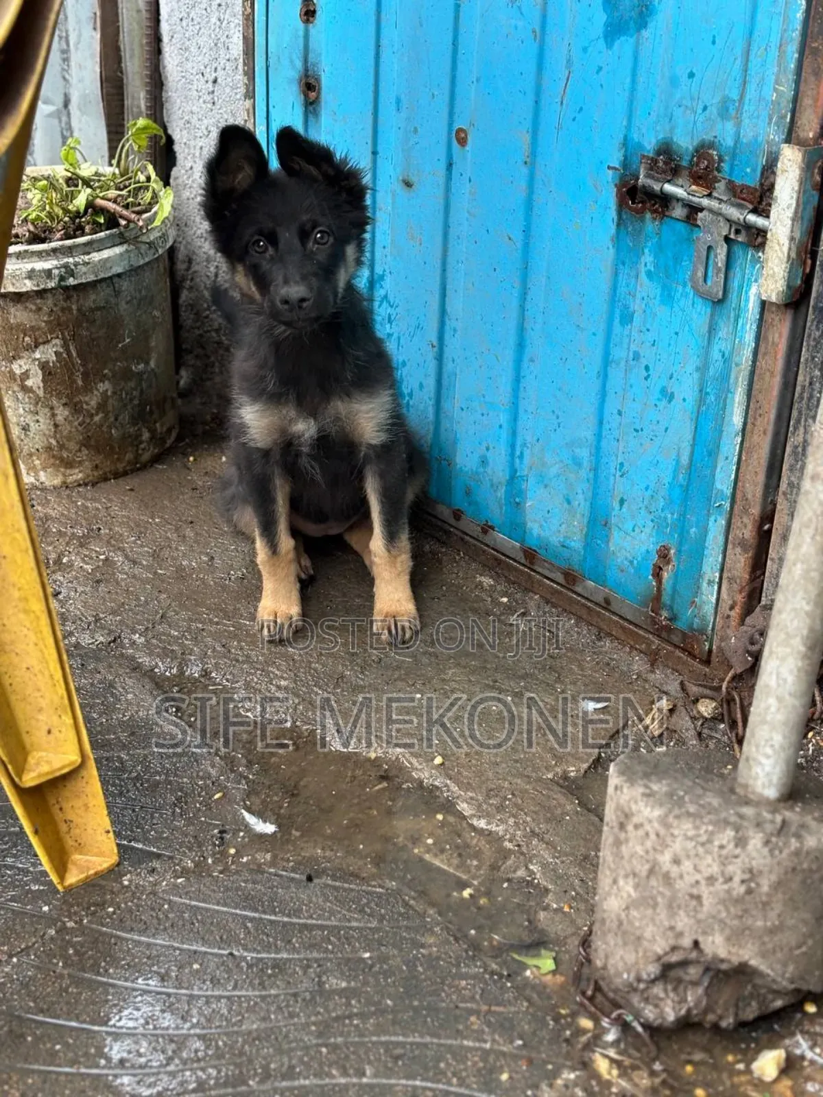 1-3 months Female Purebred German Shepherd