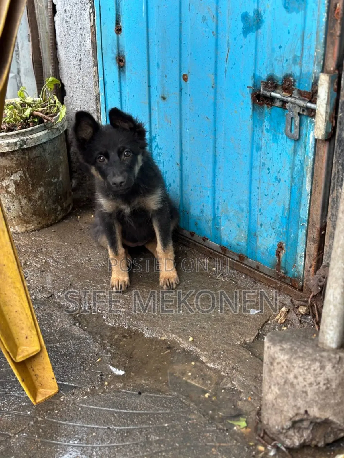 1-3 months Female Purebred German Shepherd