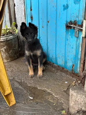 1-3 months Female Purebred German Shepherd
