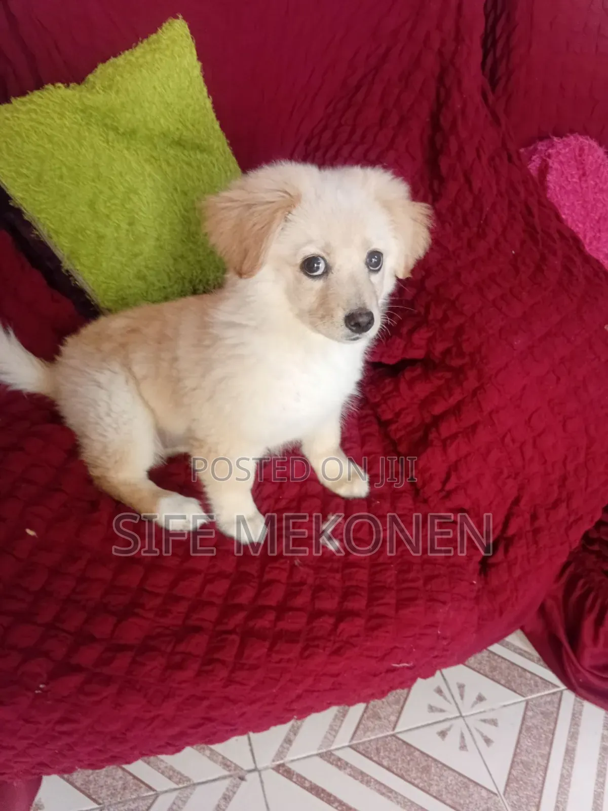 1-3 months Male Purebred Maltese