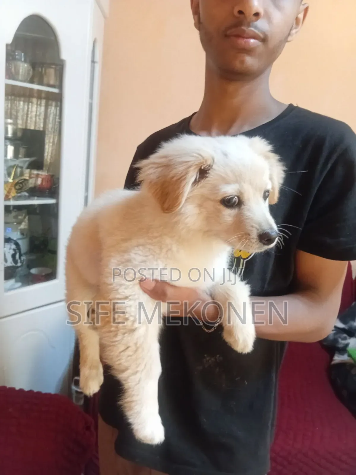 1-3 months Male Purebred Maltese