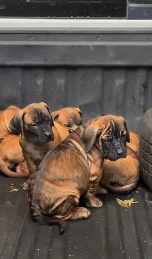 1-3 months Female Purebred Mastiff