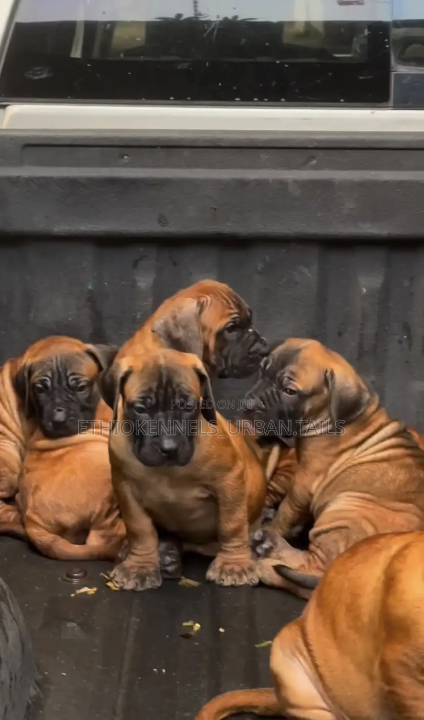 1-3 months Female Purebred Mastiff