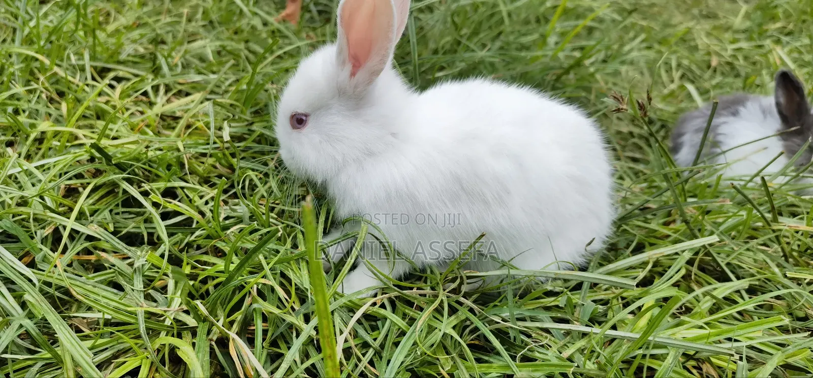 Rabbit for Sell