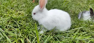 Rabbit for Sell