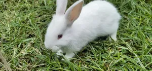 Rabbit for Sell