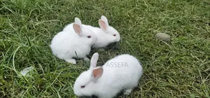 Rabbit for Sell