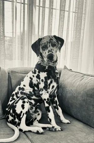 Photo - 1-3 months Male Purebred Dalmatian