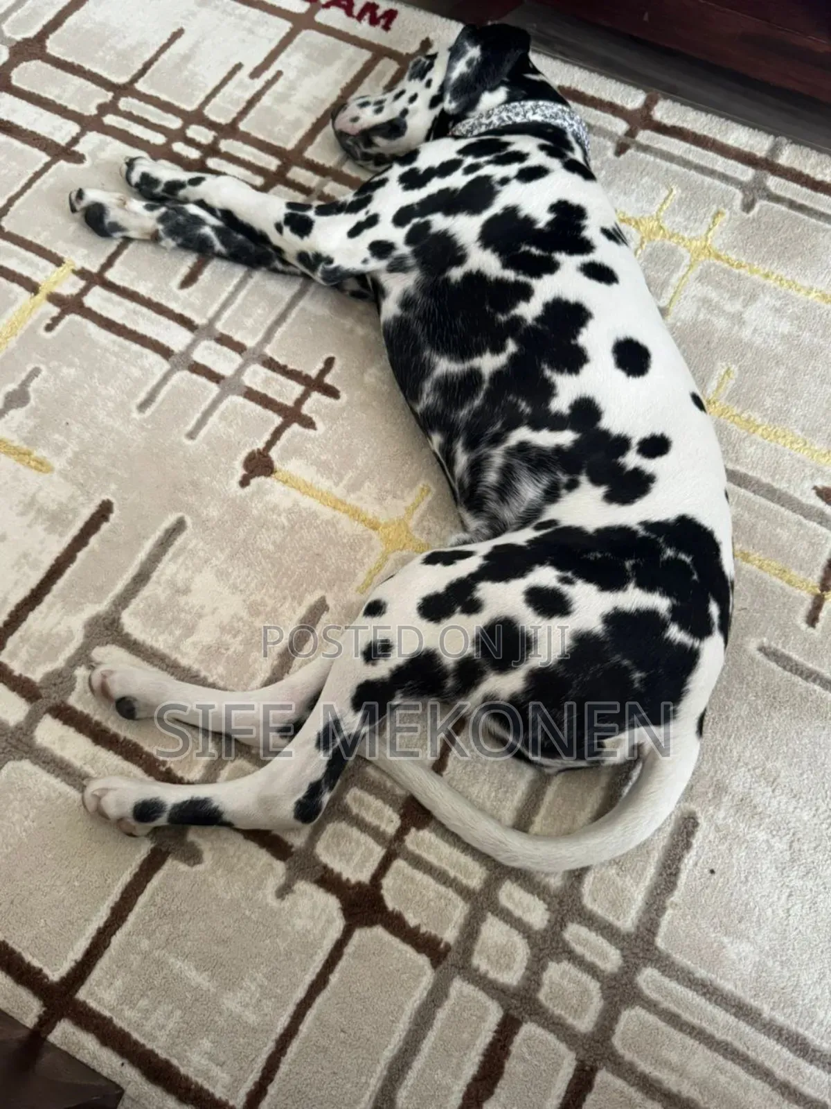 1-3 months Male Purebred Dalmatian