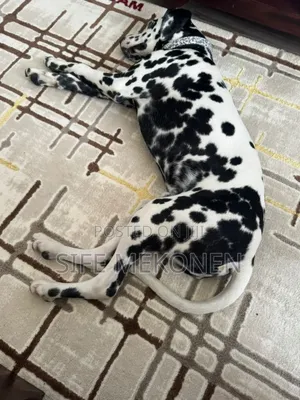 1-3 months Male Purebred Dalmatian