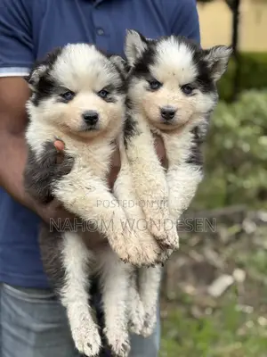 1-3 months Female Purebred Siberian Husky