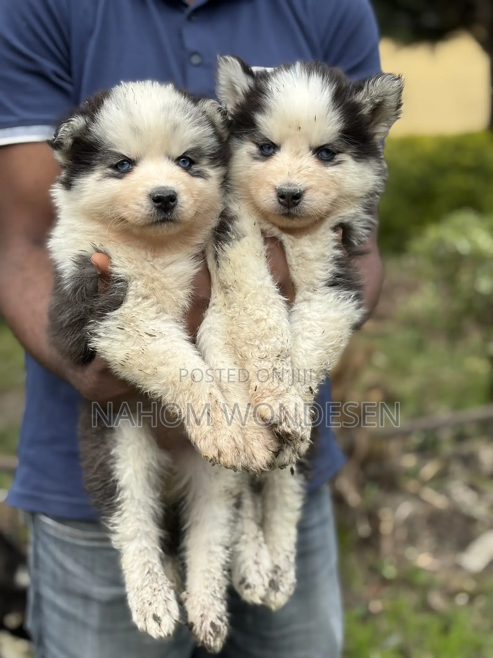 1-3 months Female Purebred Siberian Husky