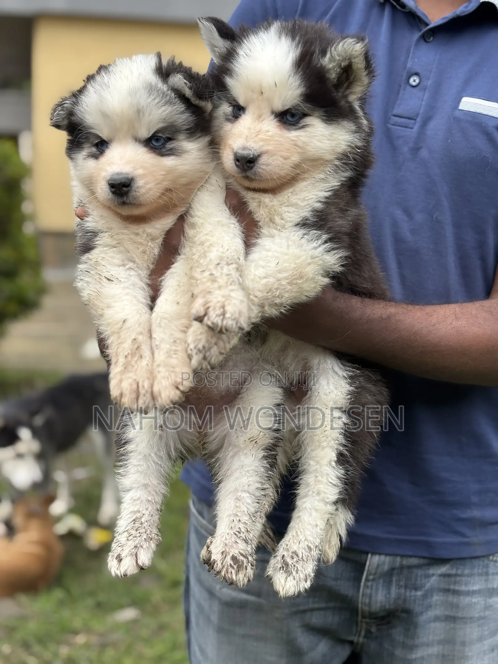 1-3 months Female Purebred Siberian Husky