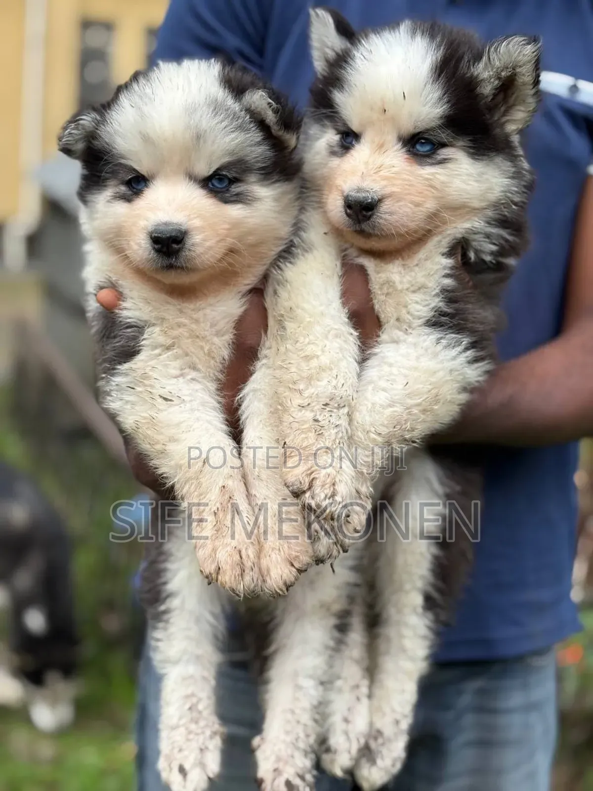 1-3 months Male Purebred Siberian Husky