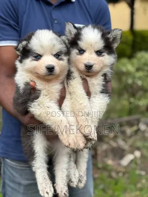 Photo - 1-3 months Male Purebred Siberian Husky