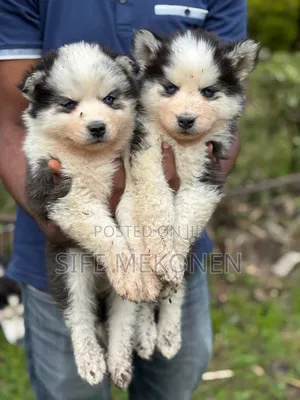 1-3 months Male Purebred Siberian Husky