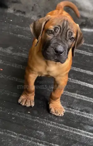 Photo - 1-3 months Female Purebred Bullmastiff