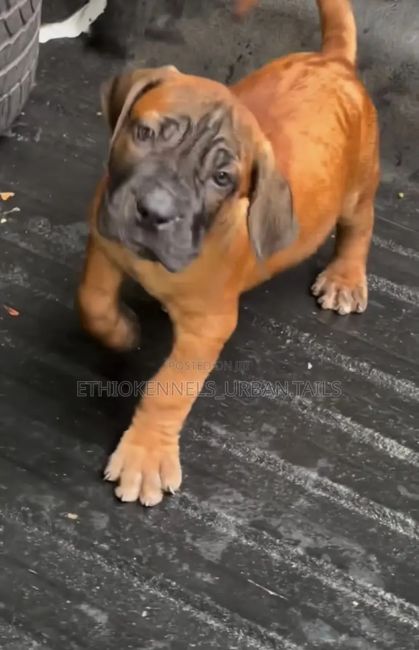 1-3 months Female Purebred Bullmastiff
