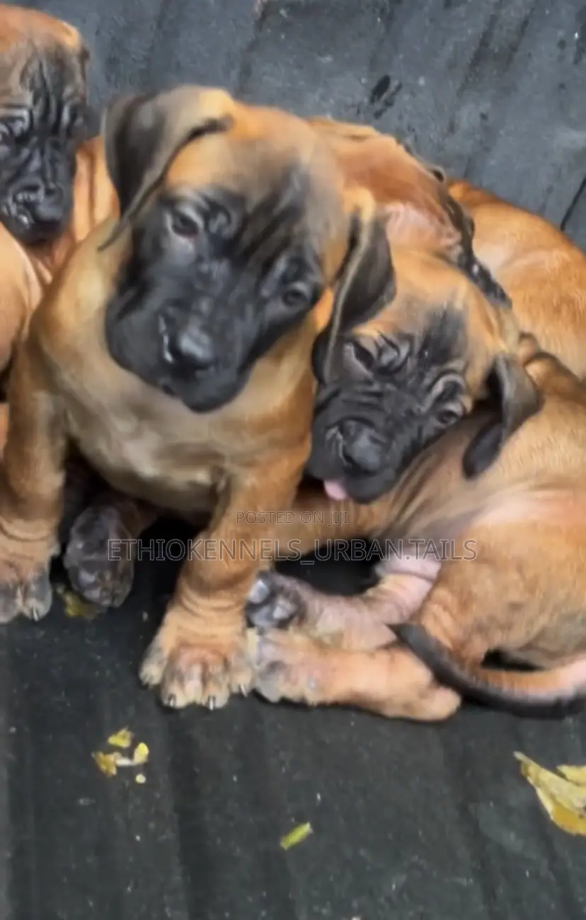 1-3 months Female Purebred Bullmastiff