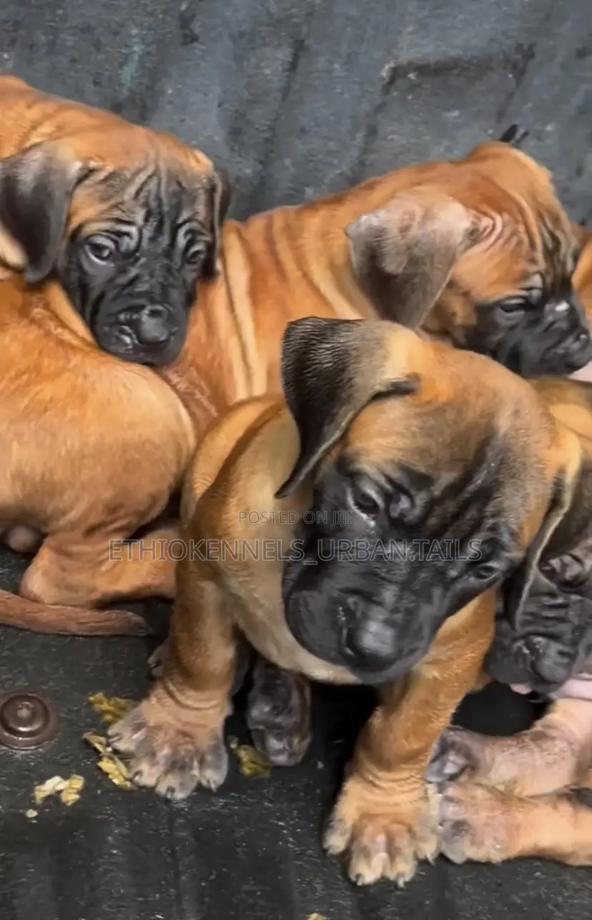 1-3 months Female Purebred Bullmastiff