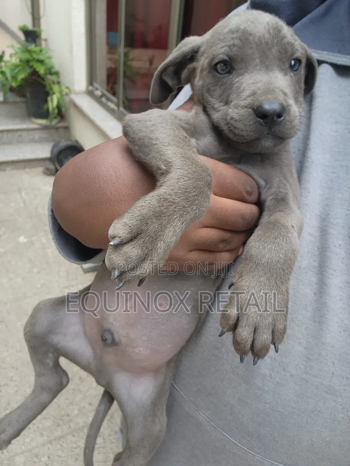 1-3 months Male Mixed Breed American Pit Bull Terrier