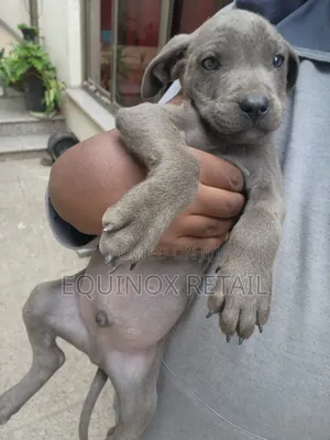 Photo - 1-3 months Male Mixed Breed American Pit Bull Terrier