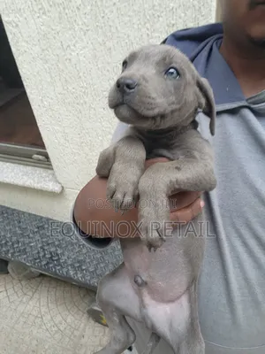 1-3 months Male Mixed Breed American Pit Bull Terrier