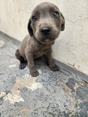 1-3 months Male Mixed Breed American Pit Bull Terrier