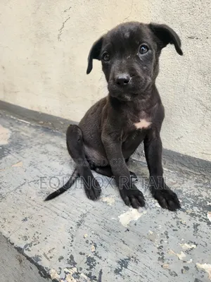 1-3 months Male Mixed Breed American Pit Bull Terrier