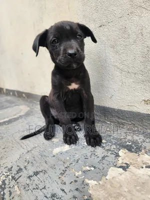 1-3 months Male Mixed Breed American Pit Bull Terrier