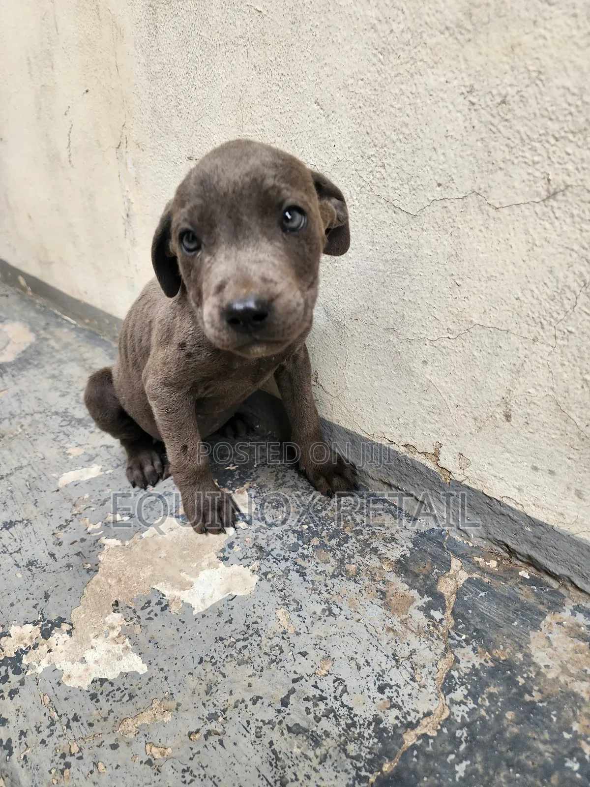 1-3 months Male Mixed Breed American Pit Bull Terrier