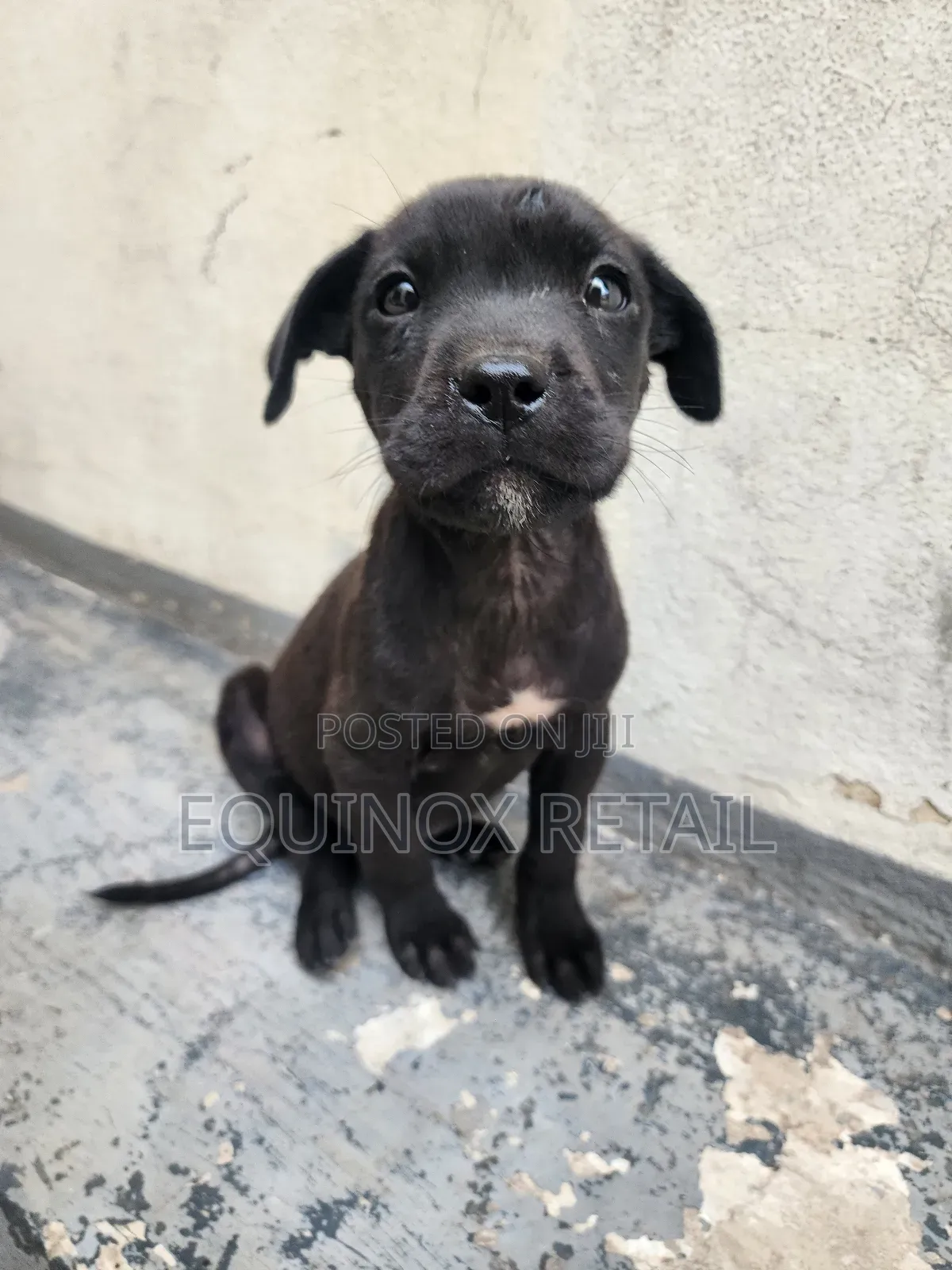 1-3 months Male Mixed Breed American Pit Bull Terrier