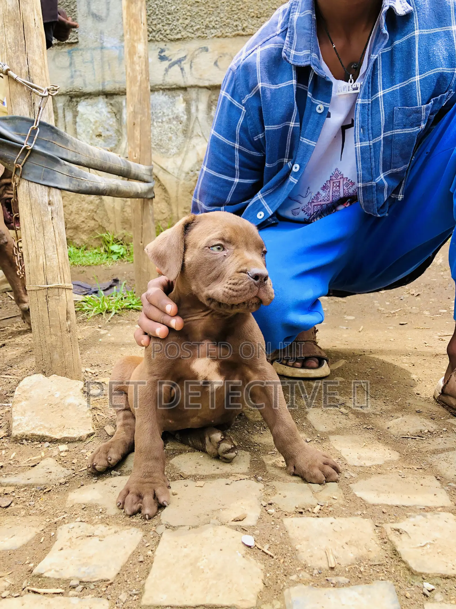 1-3 months Male Purebred Boerboel