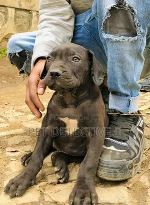 Photo - 1-3 months Male Purebred Boerboel