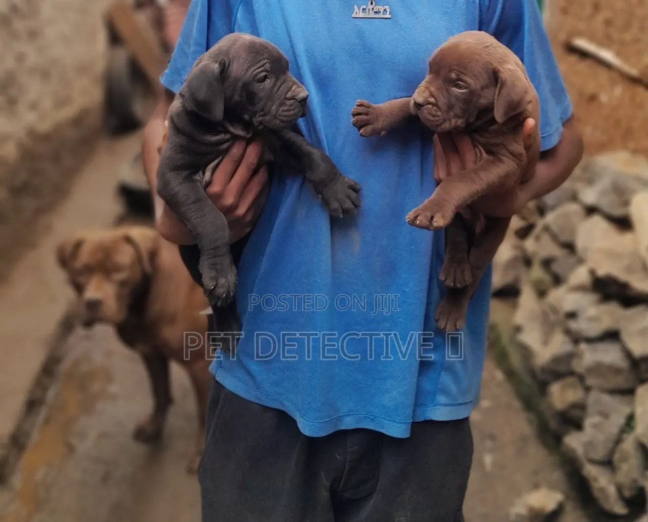 1-3 months Male Purebred Boerboel