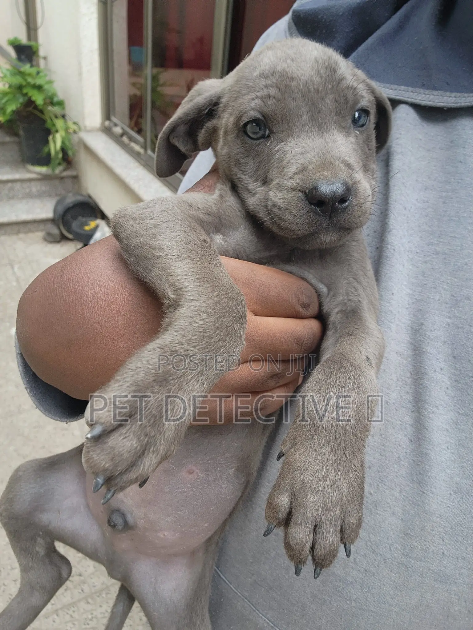 1-3 months Male Purebred American Pit Bull Terrier