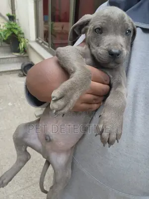 Photo - 1-3 months Male Purebred American Pit Bull Terrier