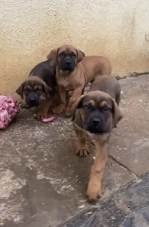 Photo - 1-3 months Male Purebred Boerboel