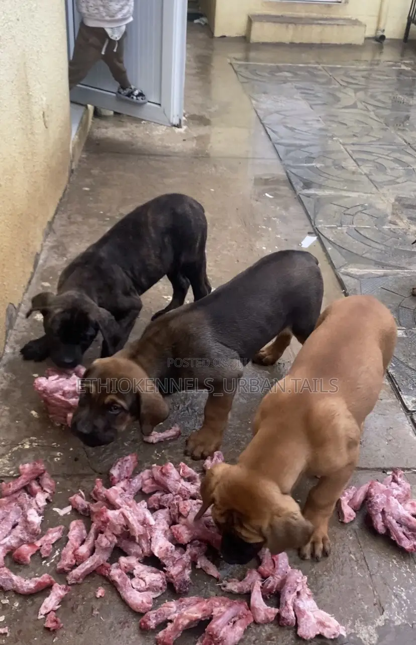 1-3 months Male Purebred Boerboel
