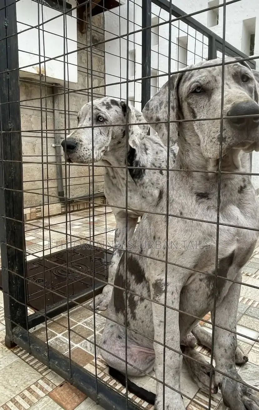 3-6 months Male Purebred Great Dane