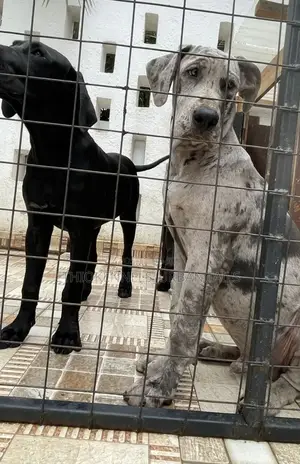 3-6 months Male Purebred Great Dane