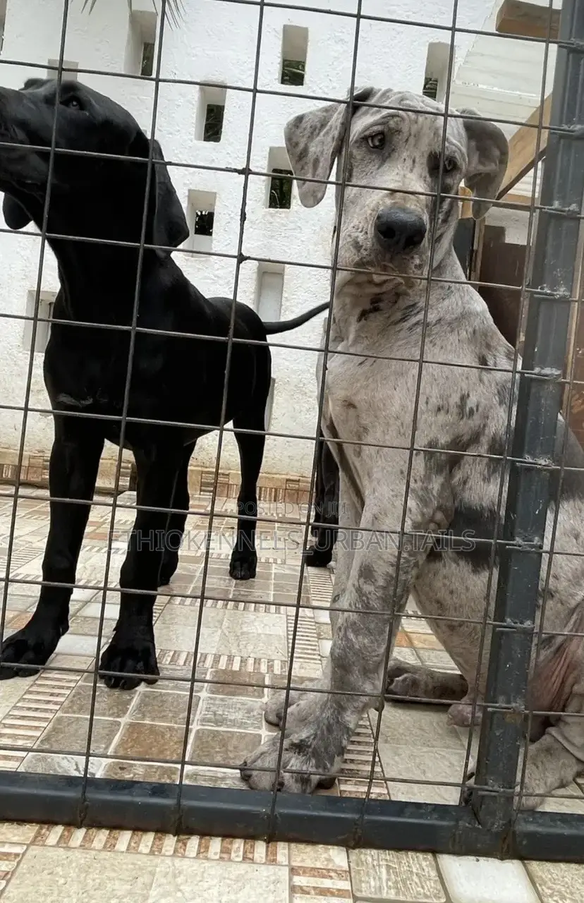3-6 months Male Purebred Great Dane